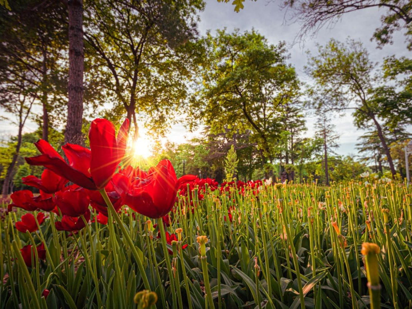 E.ON Italia, bilancio di sostenibilità 2024: Coltivare connessione, rigenerare futuro