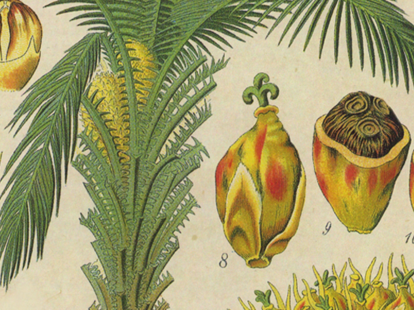 La guerra per la biomassa