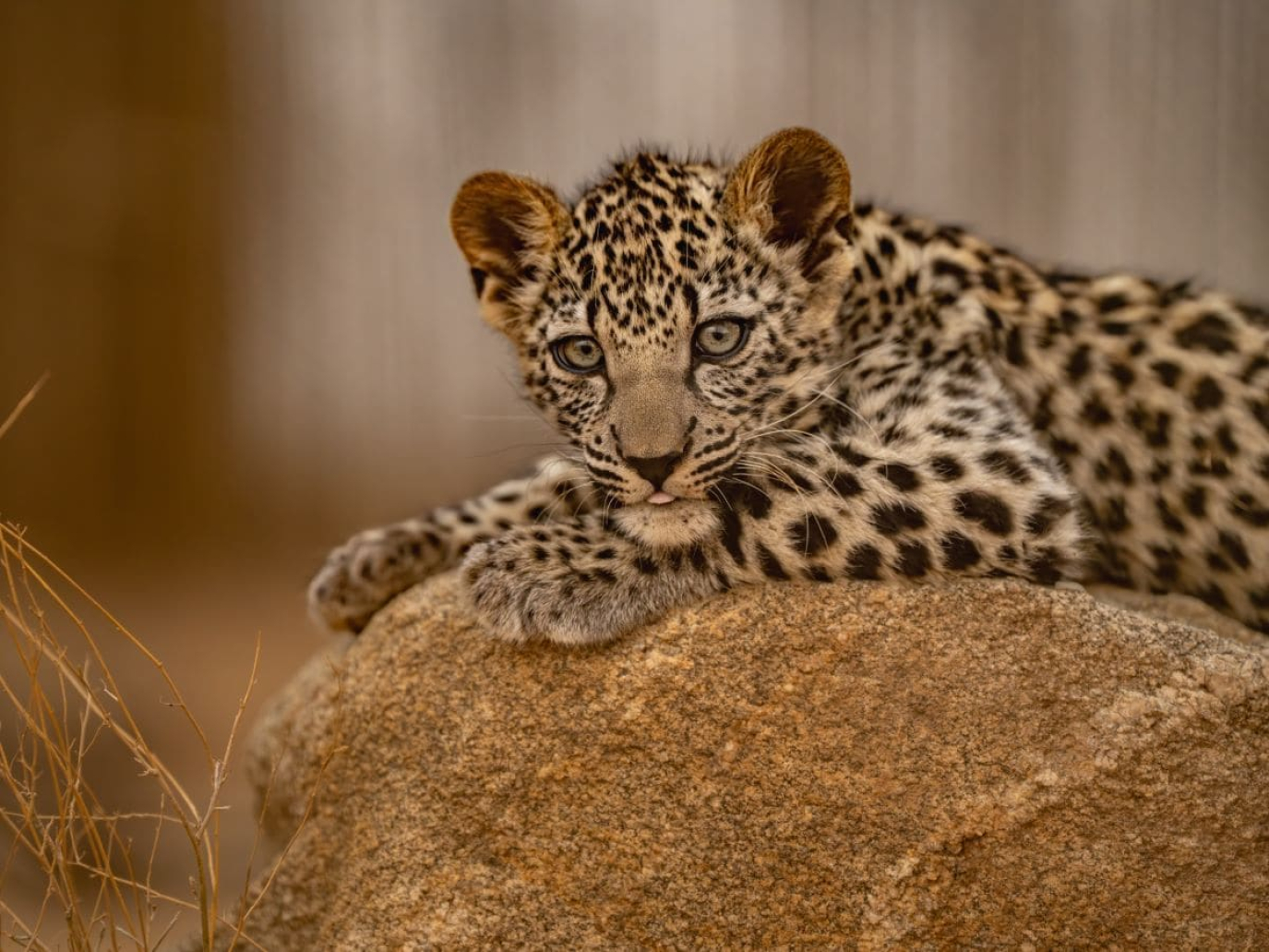 Ecoturismo per salvare il leopardo arabo
