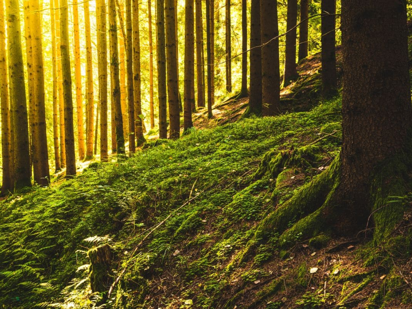Filiera del legno, un evento sul ruolo delle foreste in Italia