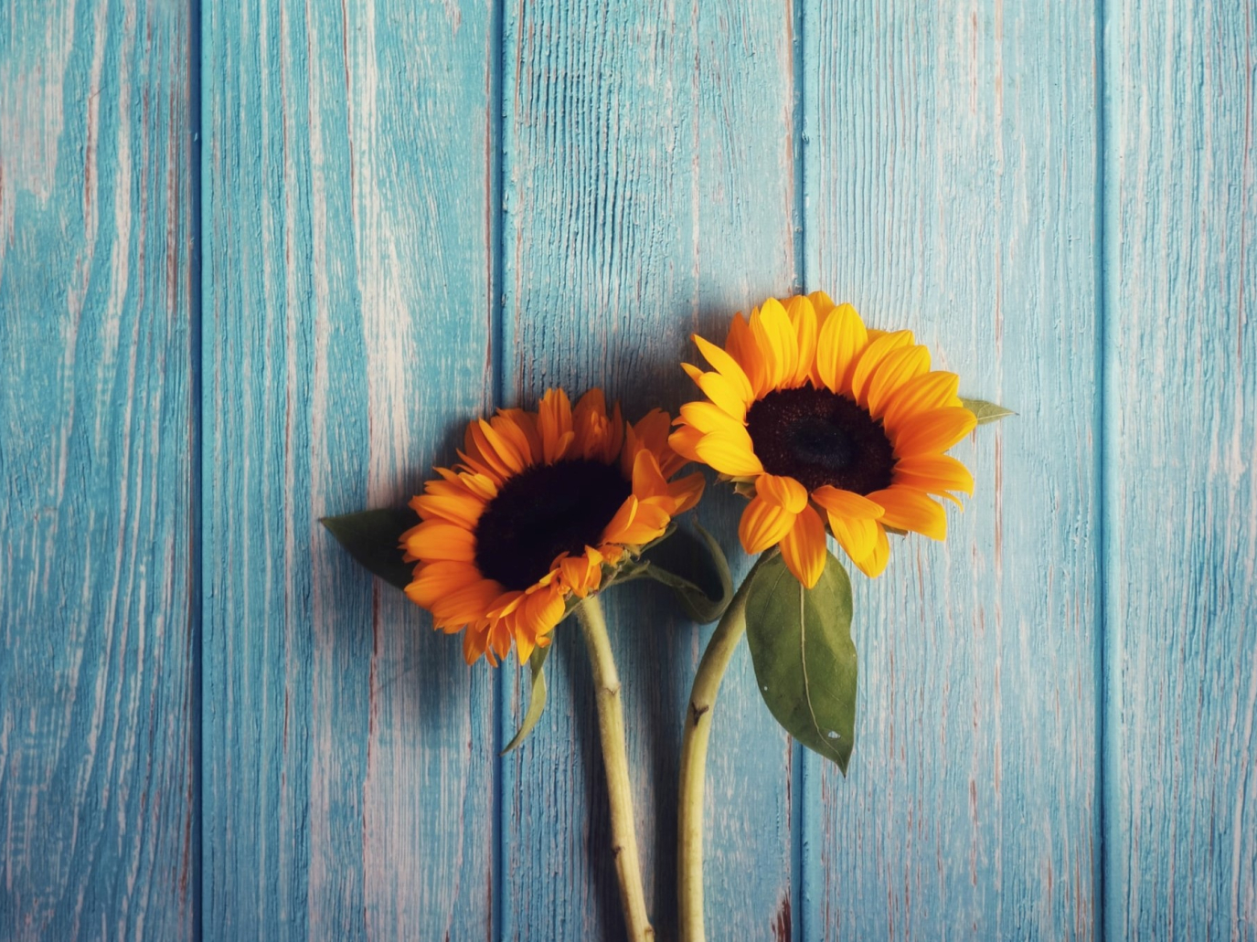 Da Singapore la prima carta ristampabile fatta di polline