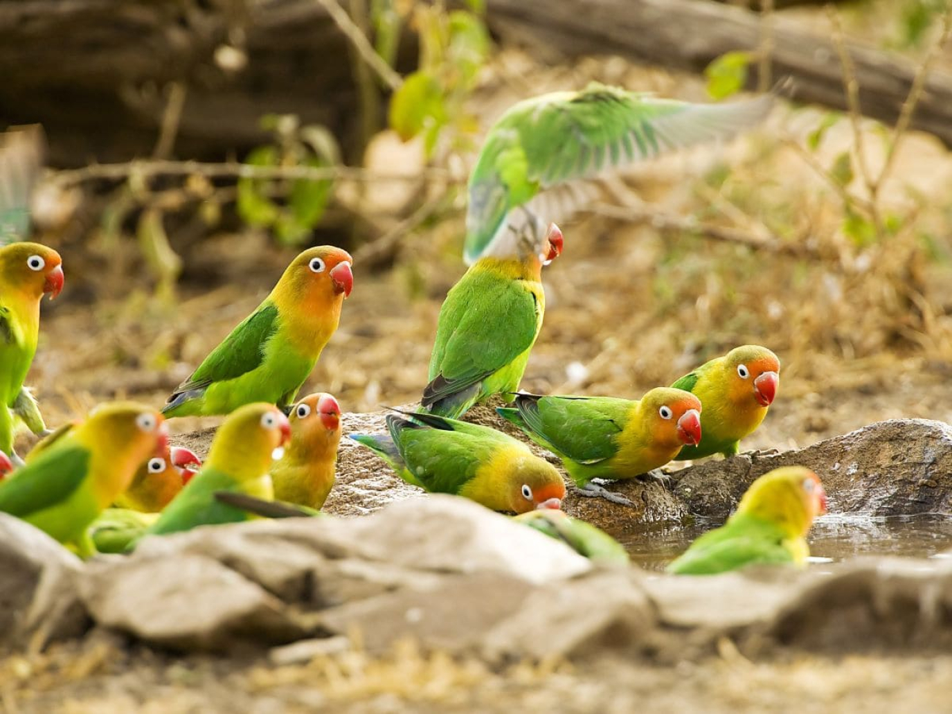 Startup, NatureMetrics: biodiversità misurabile su scala con l’e-DNA