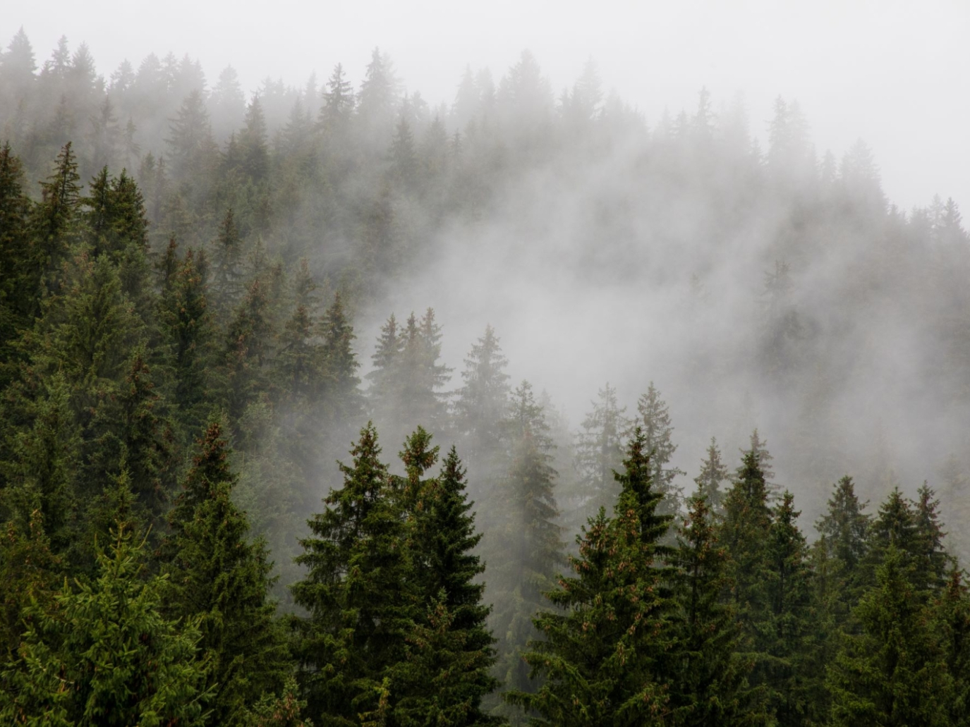 Compensazioni di carbonio: rivolta interna alla SBTi, tra gli enti certificatori più importanti al mondo