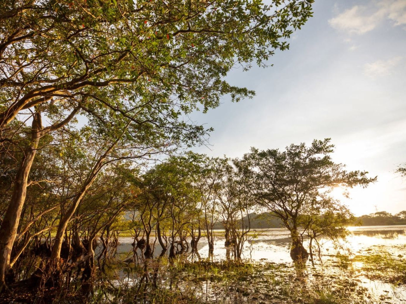 Giornata mondiale delle mangrovie, un progetto di riforestazione in Mozambico