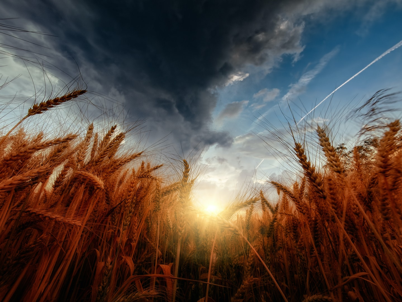 War and the wheat crisis: what are the effects in Europe and the world?