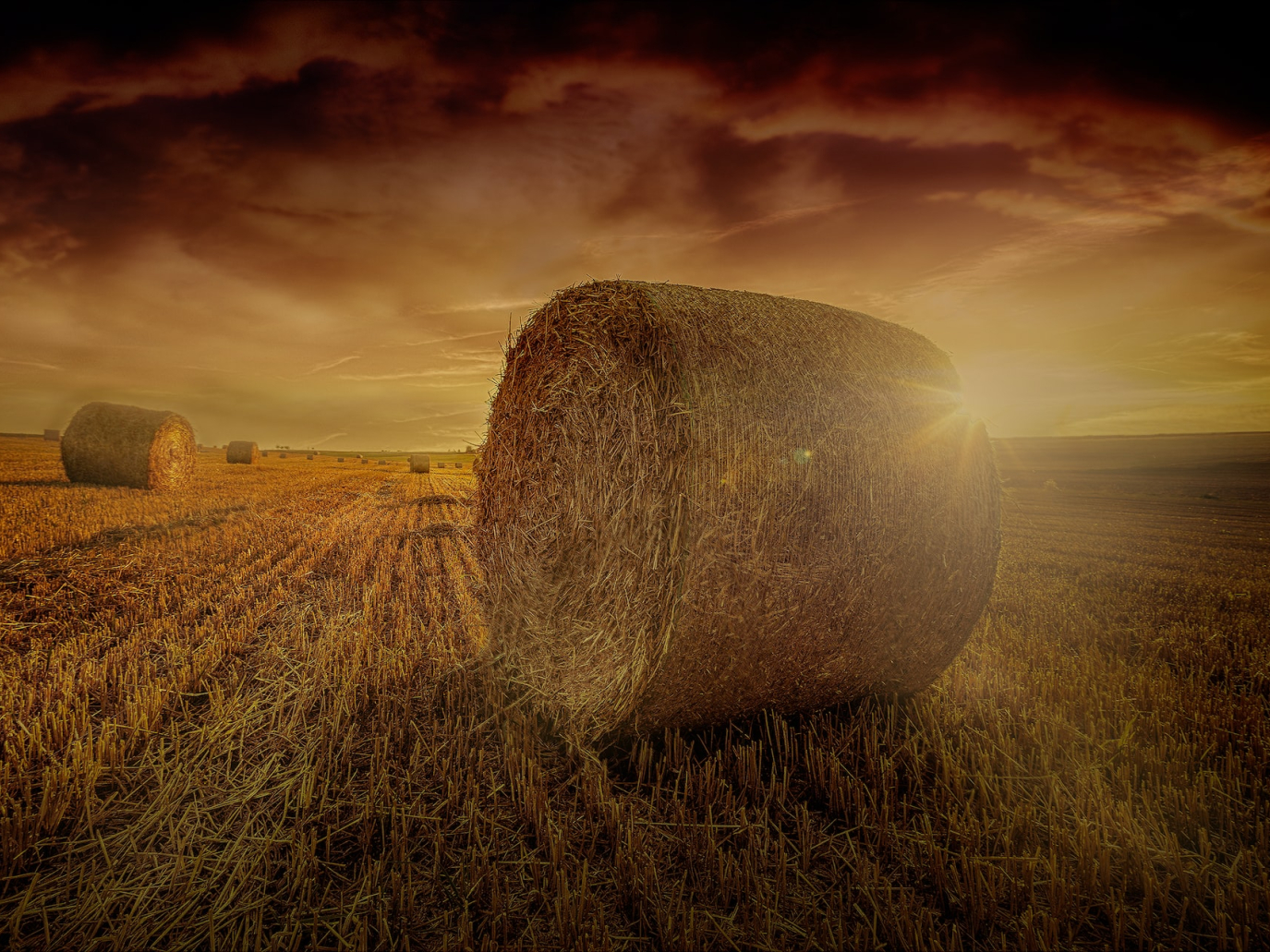 Appello delle Ong all’Europa: basta bruciare cibo per produrre biocarburanti