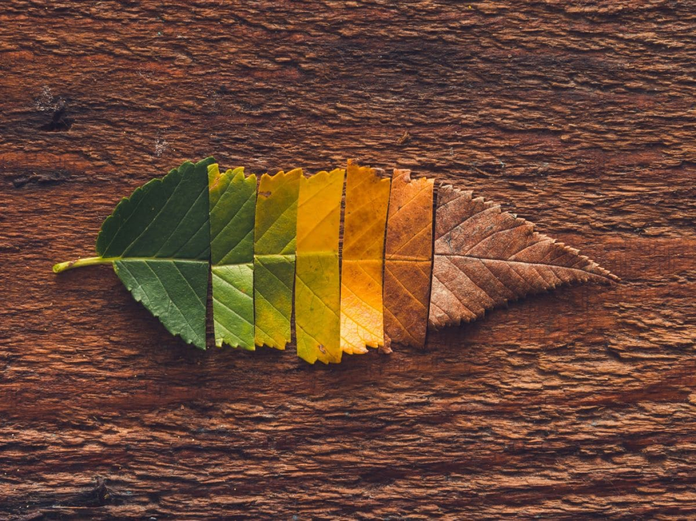 The 12 most read Renewable Matter articles of 2025