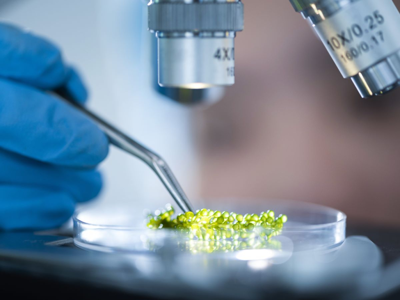 Il biotech italiano cresce in fatturato, aziende e occupazione