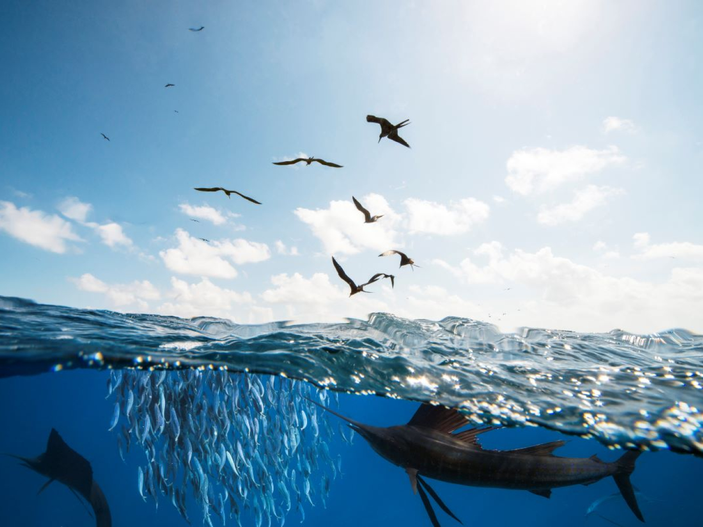 Il mare a Milano: arriva la One Ocean Week 2025