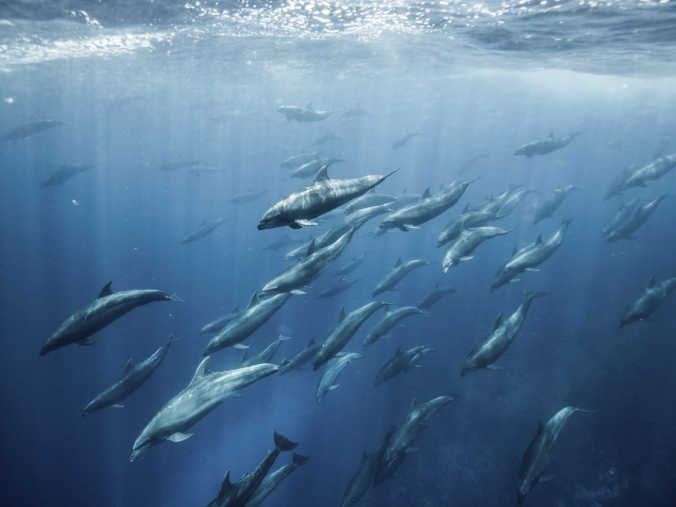 The High Seas Treaty takes effect: now international law