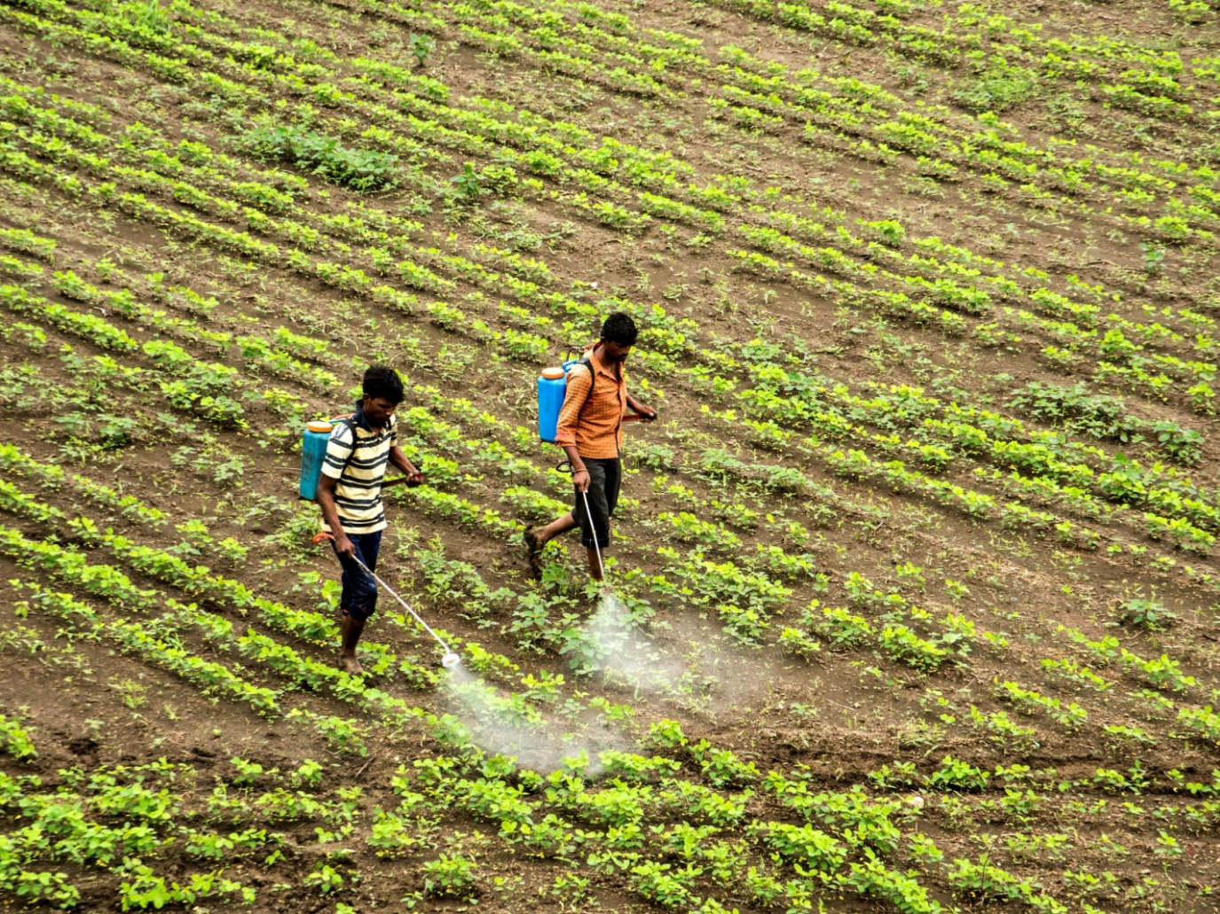 I pesticidi pericolosi vietati in UE ma ancora esportati all’estero