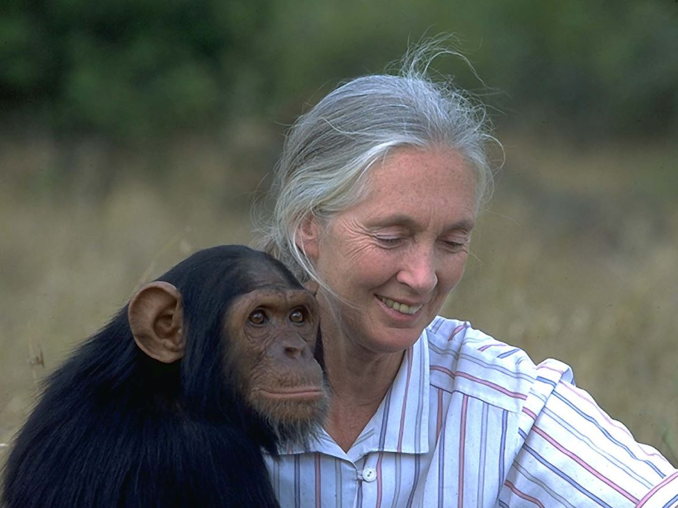 In ricordo di Jane Goodall