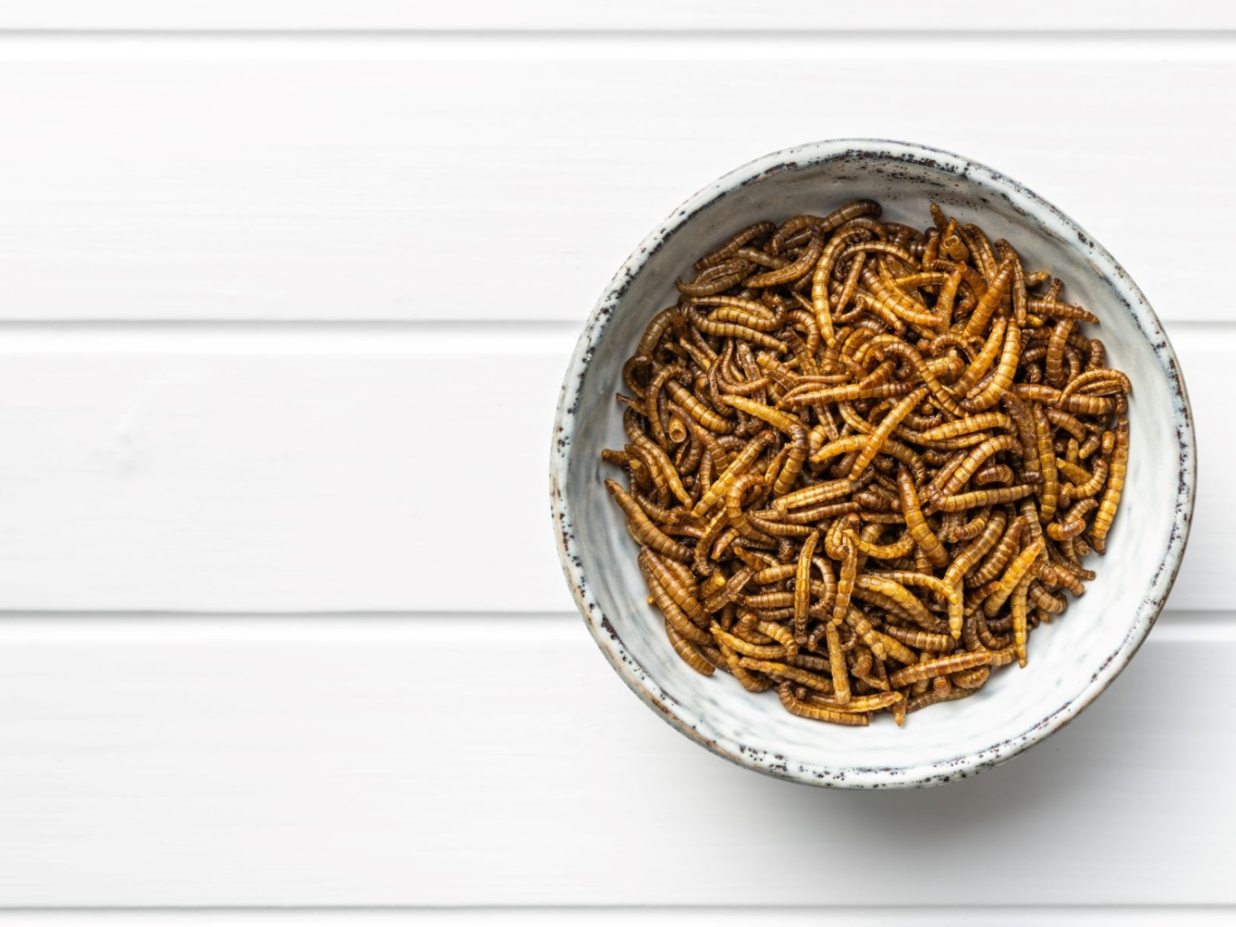 Startup: produzione verticale di proteine da insetti con Tebrito