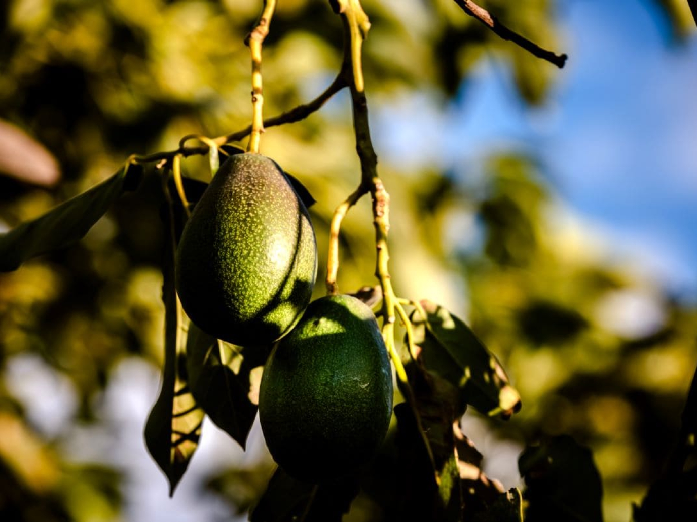 In Sicilia avocado e mango per salvare l’agricoltura dalla crisi climatica