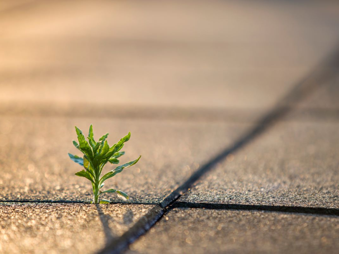 Investire nella resilienza come strategia di sviluppo