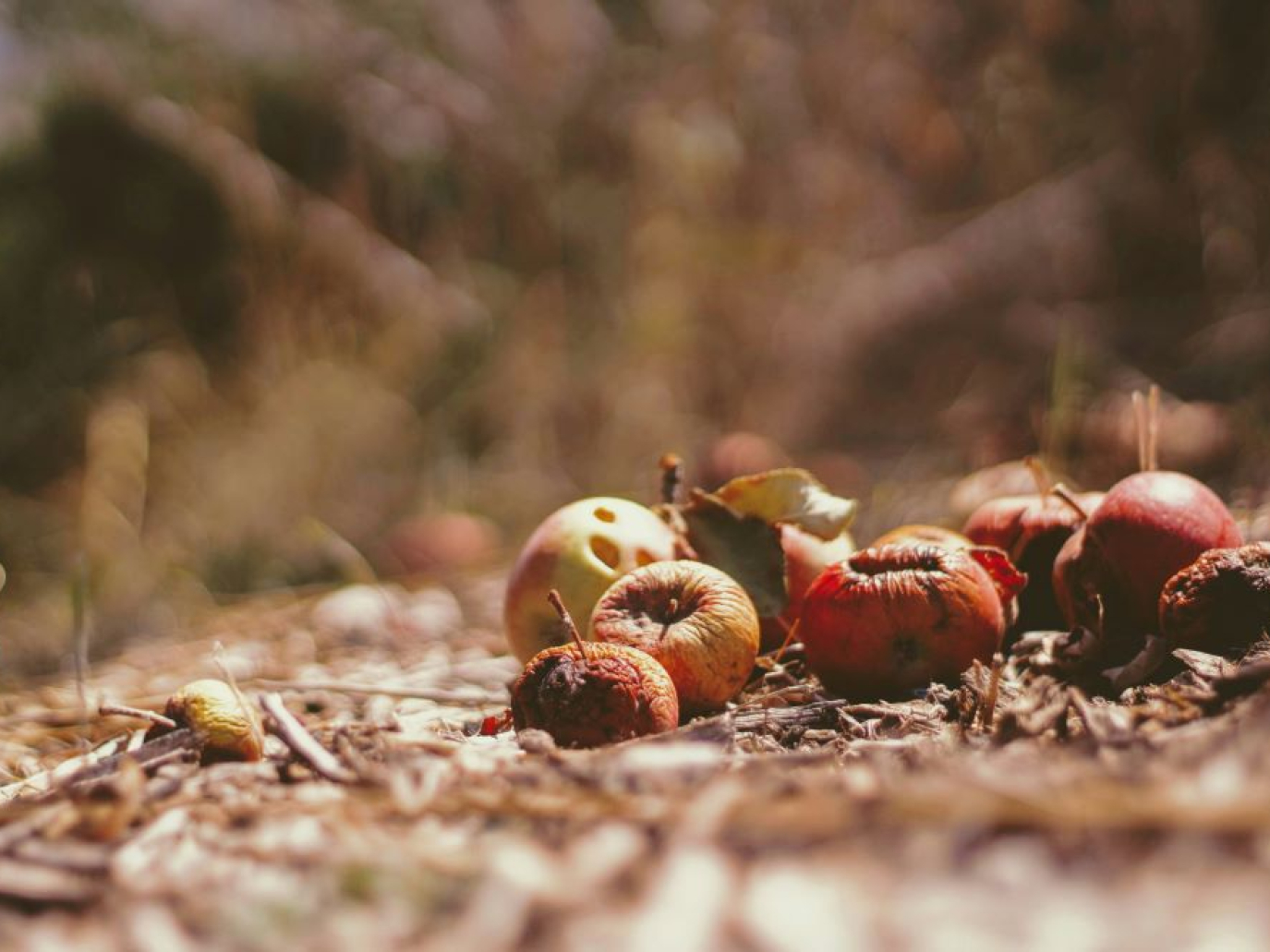 La filiera di recupero degli scarti alimentari in Europa