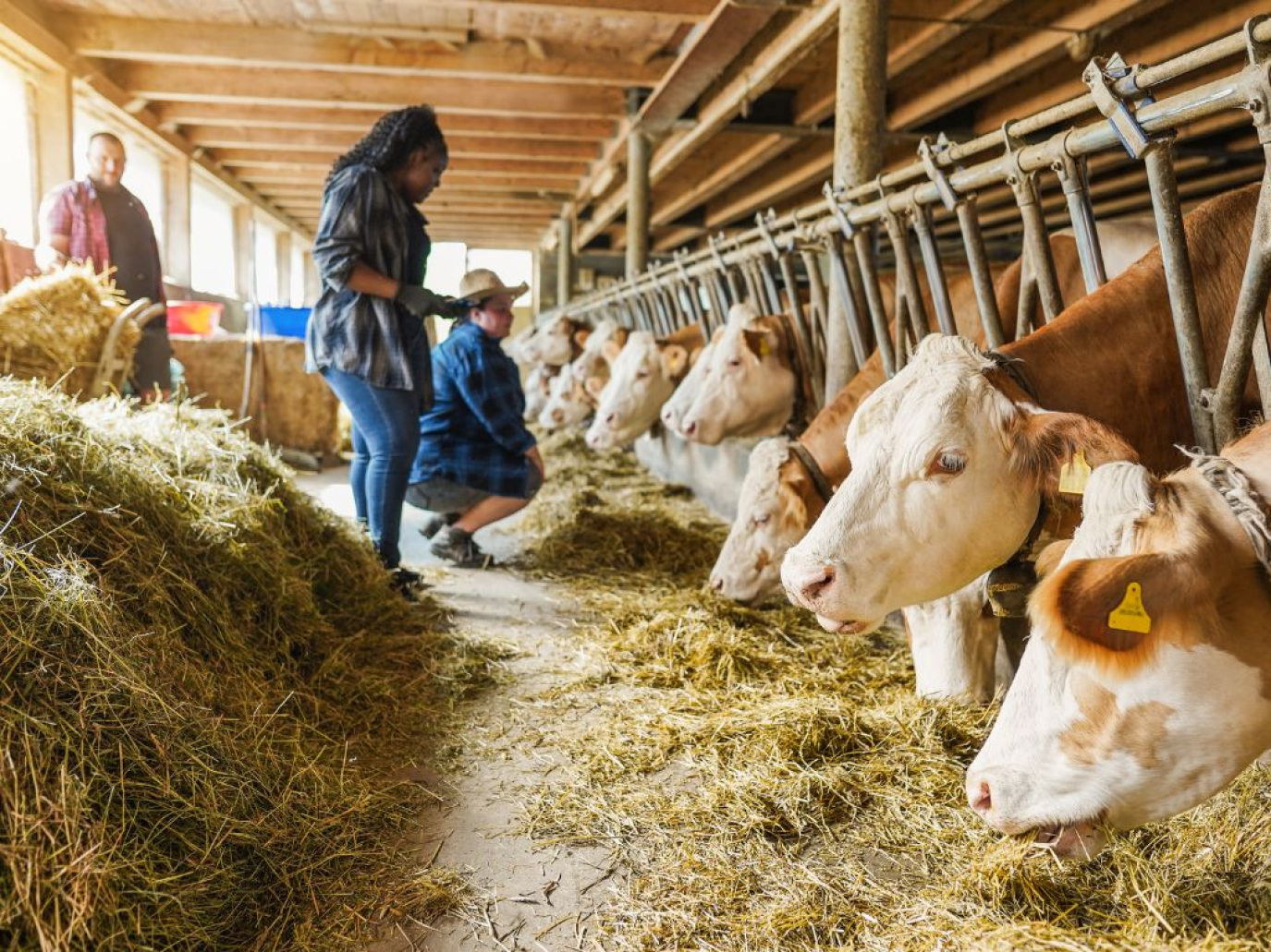La lobby della carne prepara l’attacco al nuovo studio Lancet sulle diete sostenibili