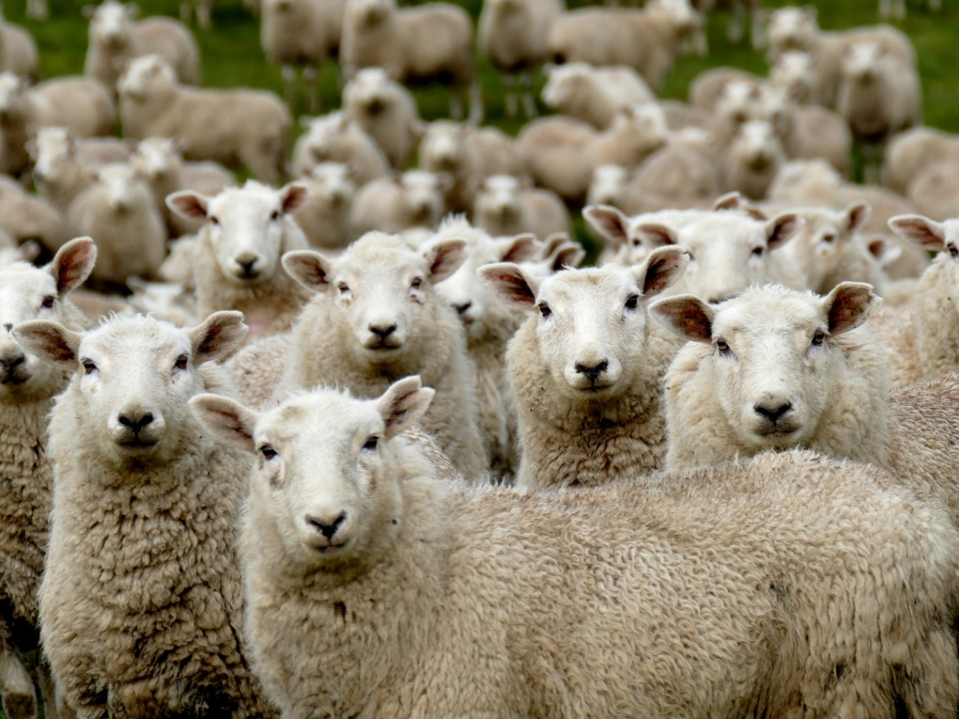 Lana italiana: una filiera da riscoprire in ottica circolare