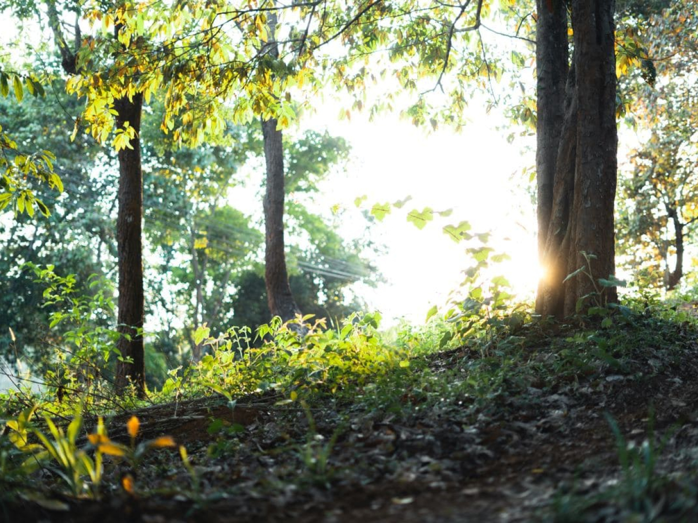 Certificati Bianchi e cogenerazione per la transizione energetica