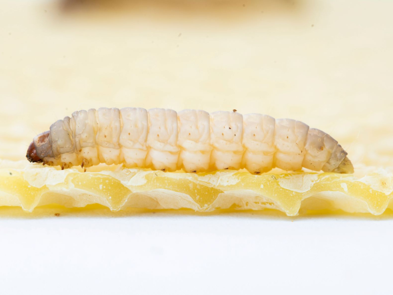 Plastiche: la saliva della larva che degrada il polietilene 