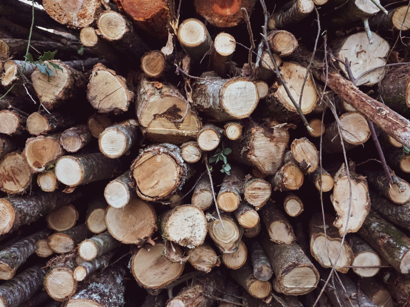 La biomassa legnosa salverà il Pianeta