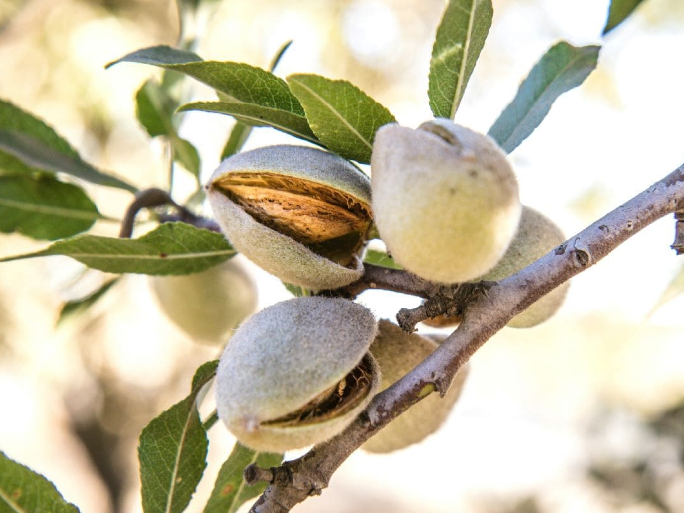 Mandorle siciliane, cresce l’export ma cala la produzione: un settore in crisi