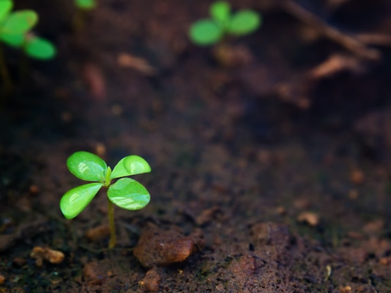 Giornata mondiale del suolo, dall’alimentazione alla rigenerazione 