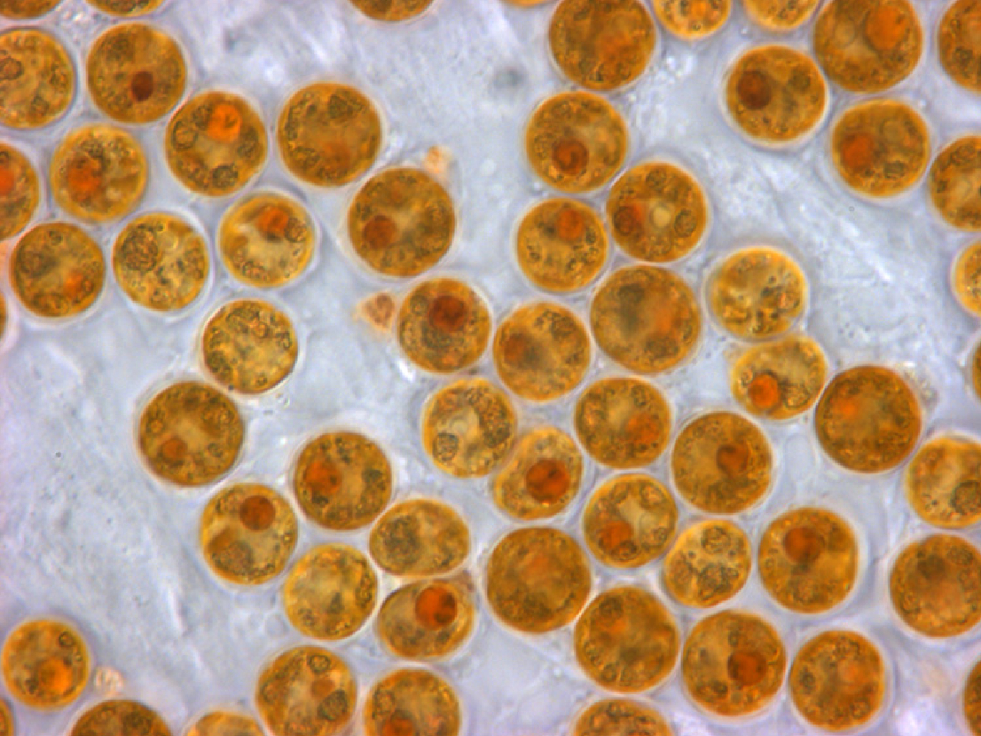 Dalle microalghe ai superfluidi: al GPLab la circolarità è multidisciplinare