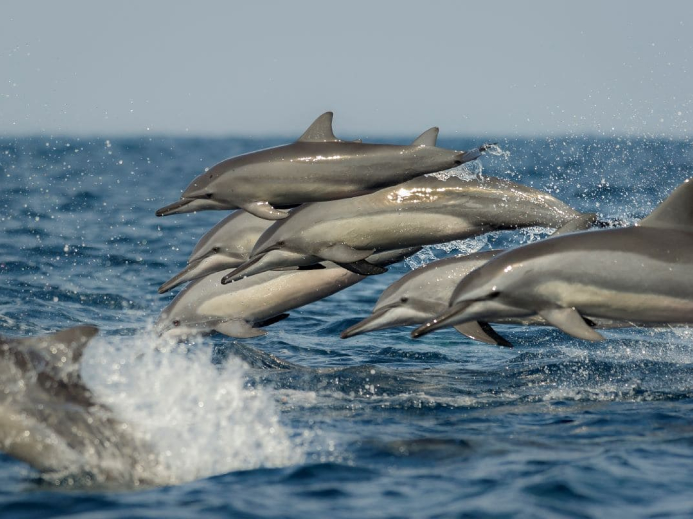 Mi curo di te, WWF e Regina per le scuole: come partecipare