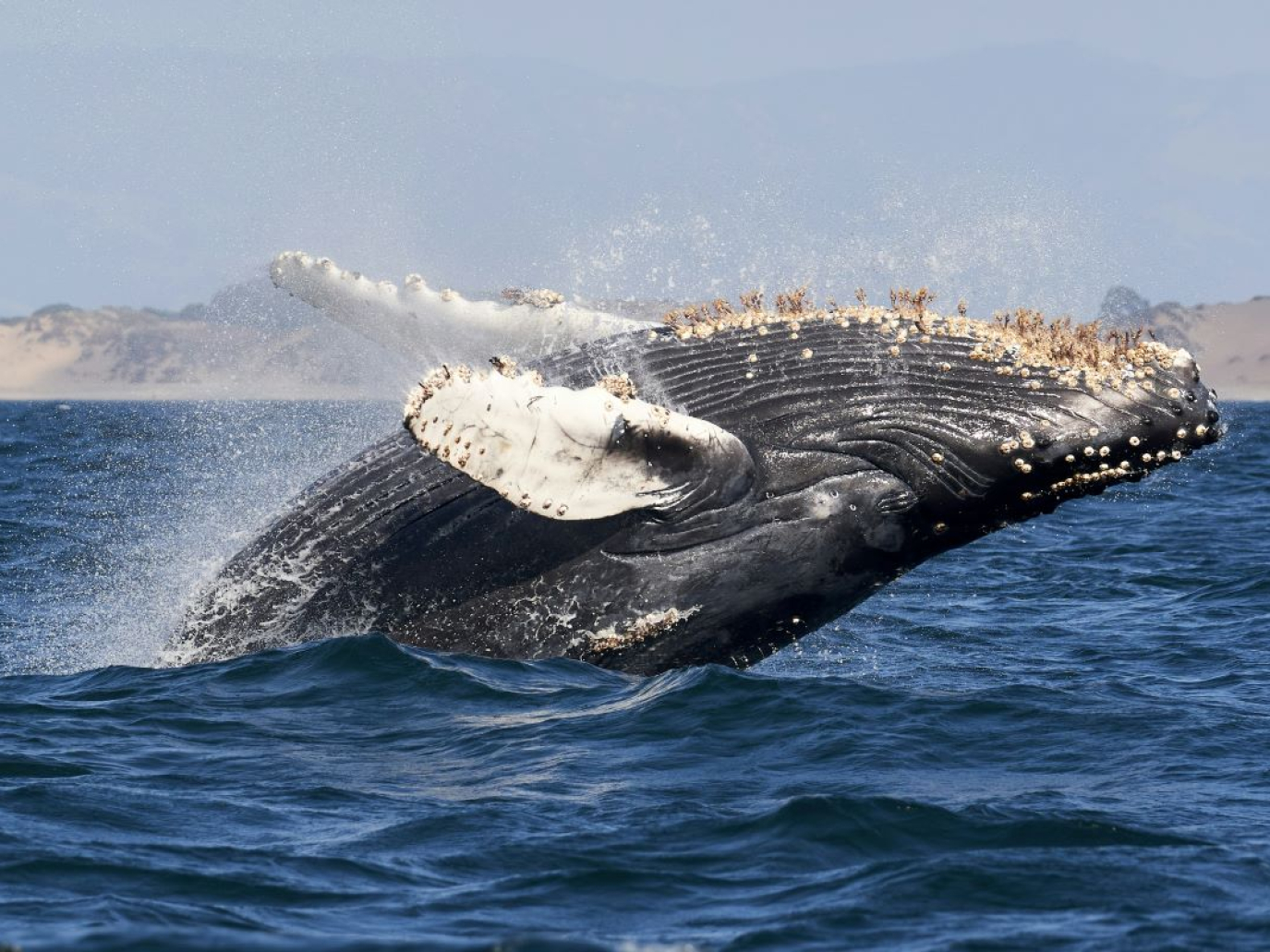 From whales to algorithms: why Latin America can lead a nature-inspired AI