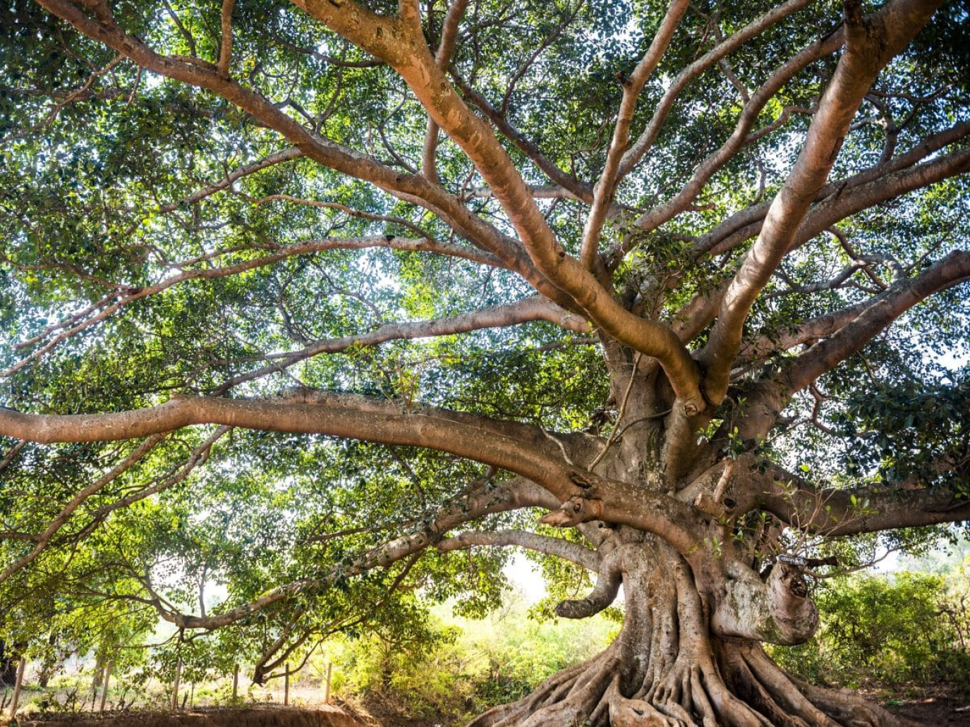 More Varied and United Supply Chains: A New Era for Cobat Consortiums