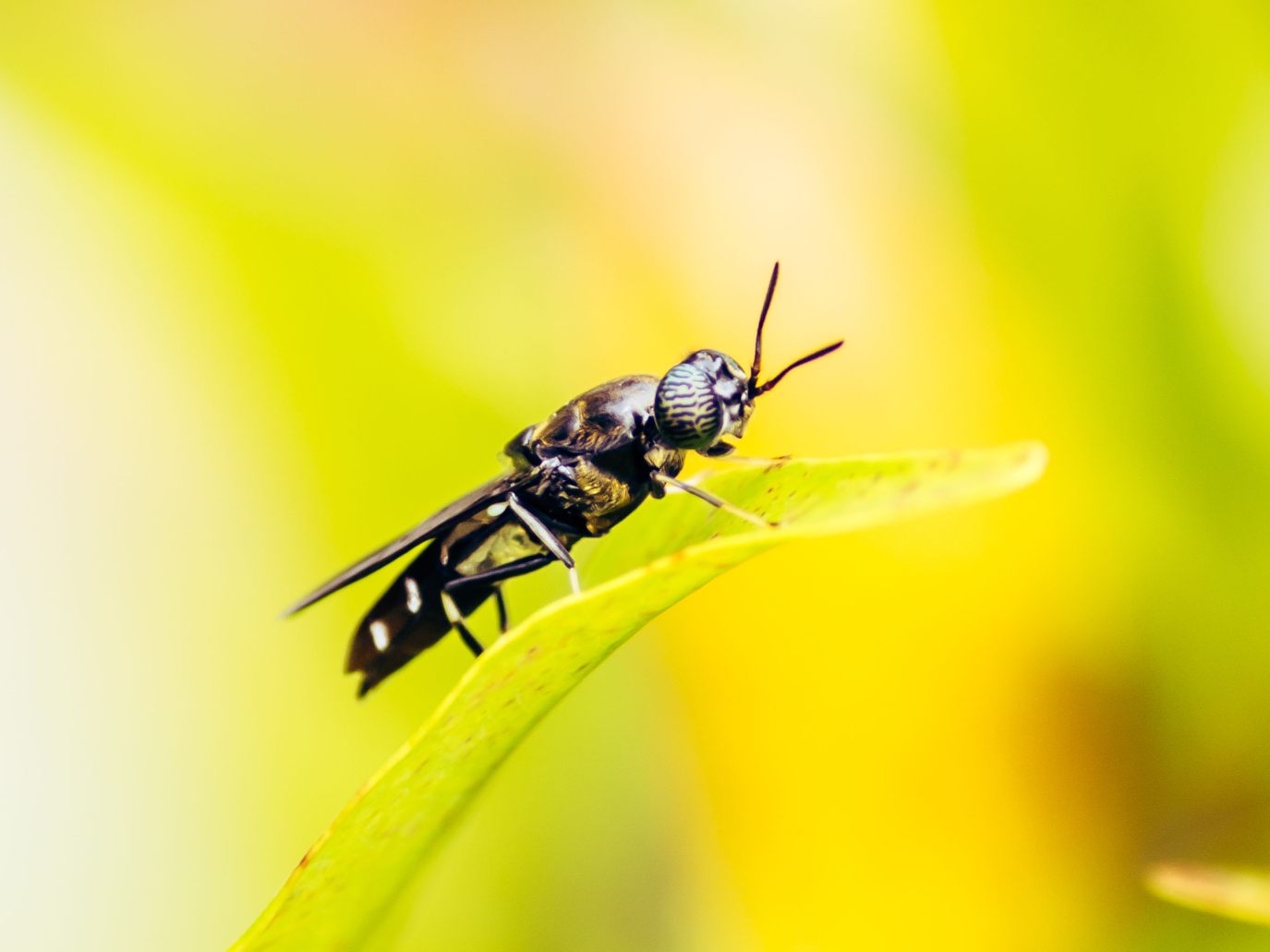 Flies4Value: mosche soldato contro lo spreco alimentare