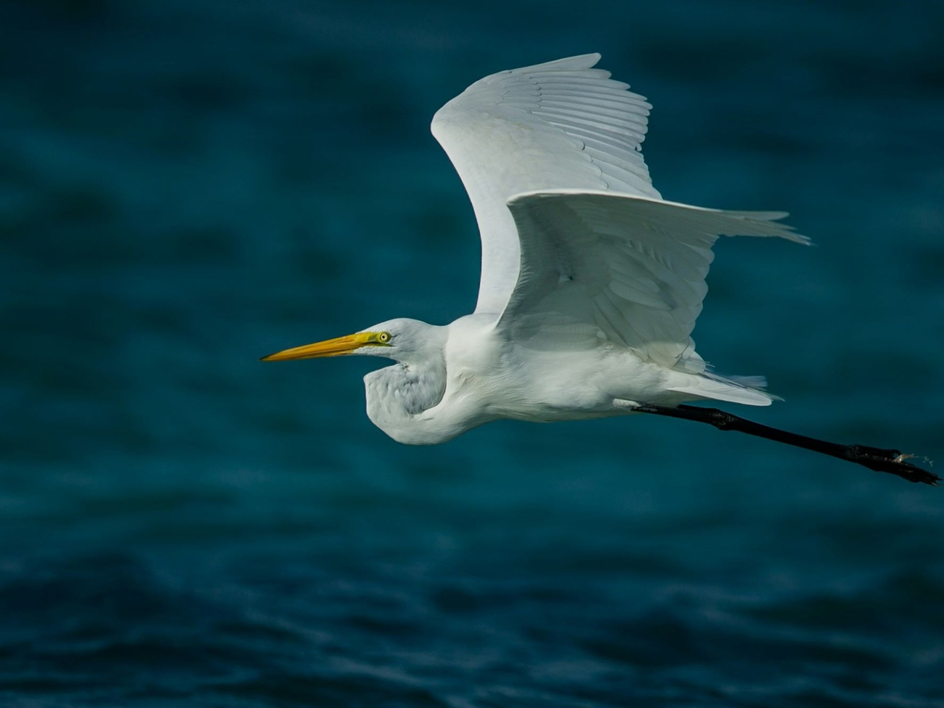 EU, green light for the Nature Restoration Law and the Environmental Crime Directive