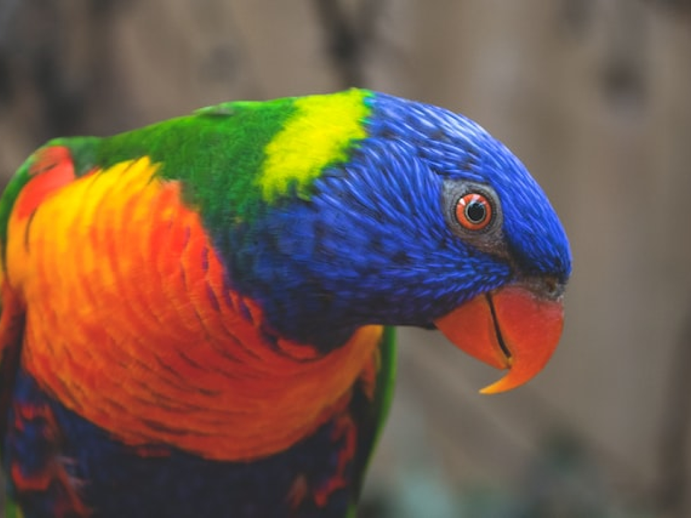 COP15, le Nazioni Unite premiano i 10 migliori progetti di ripristino ambientale 