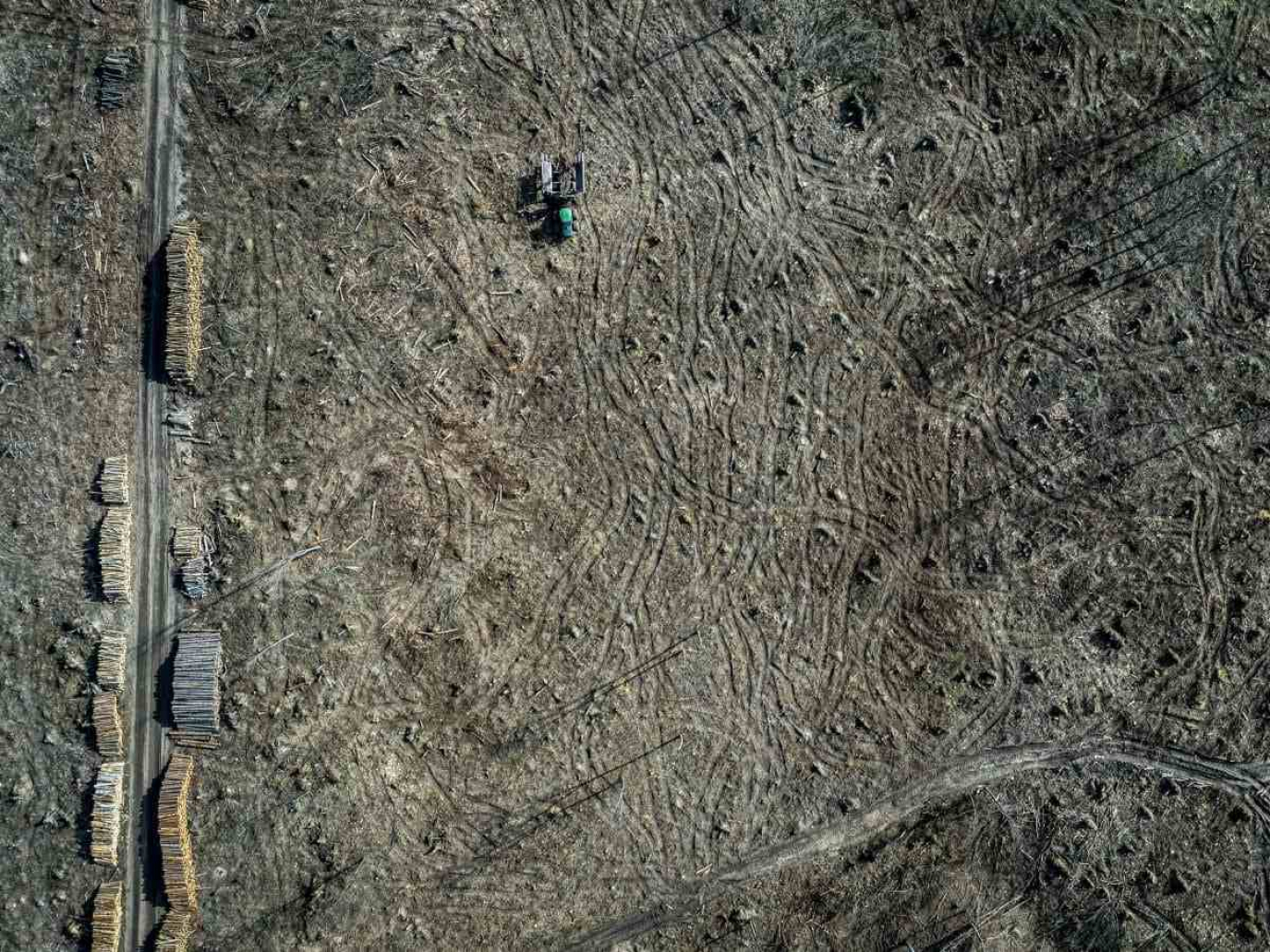 Biodiversity loss in Latin America, the burden of international trade