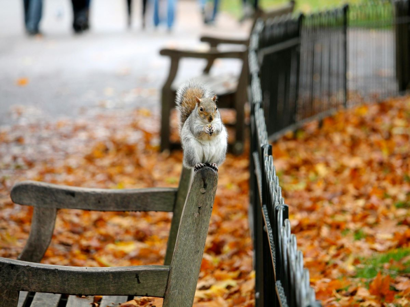 COP16 e città: quali strategie per la tutela della biodiversità?