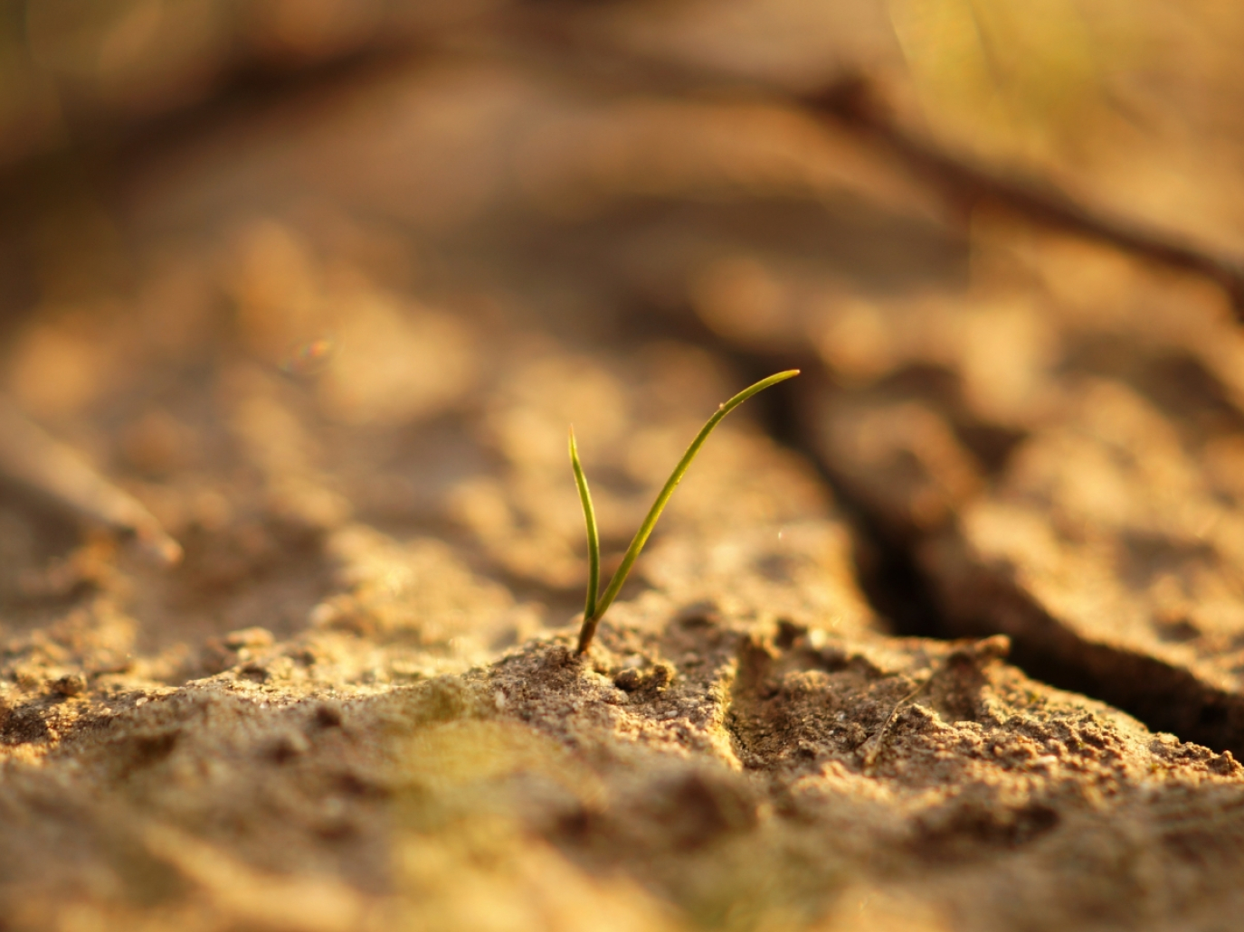 Riscaldamento globale, i microbi del suolo emetteranno il 40% di CO₂ in più