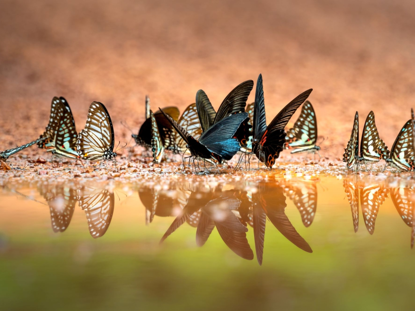 L’importanza economica di proteggere la biodiversità