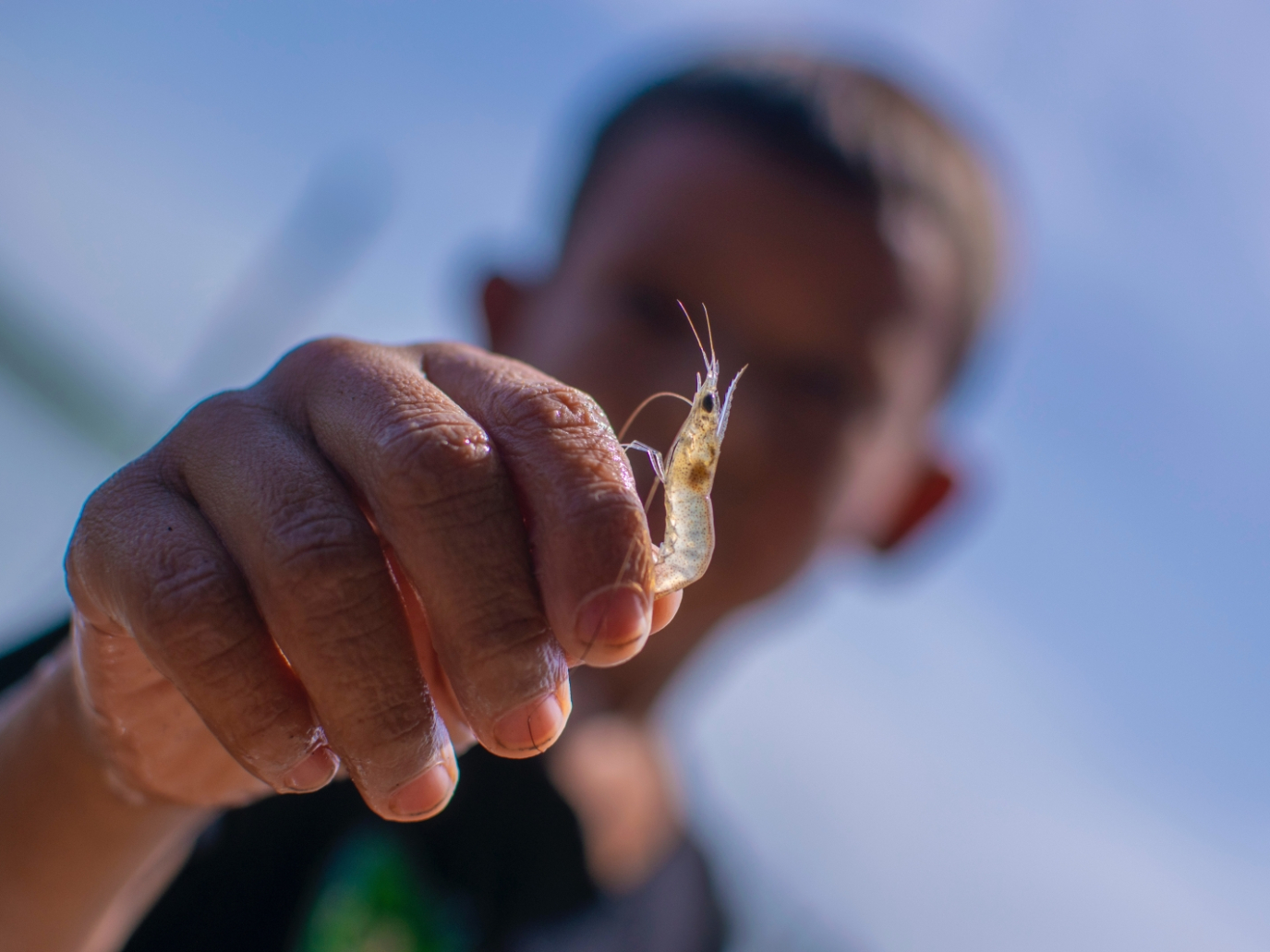 Riscoperta e valorizzazione del gambero d’acqua dolce