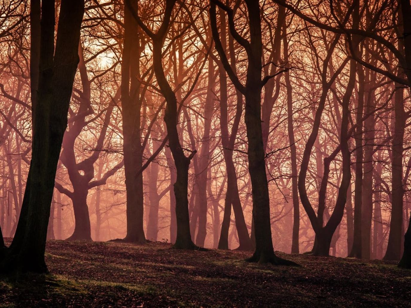 What is the ‘empty forest syndrome’ and why it should concern us