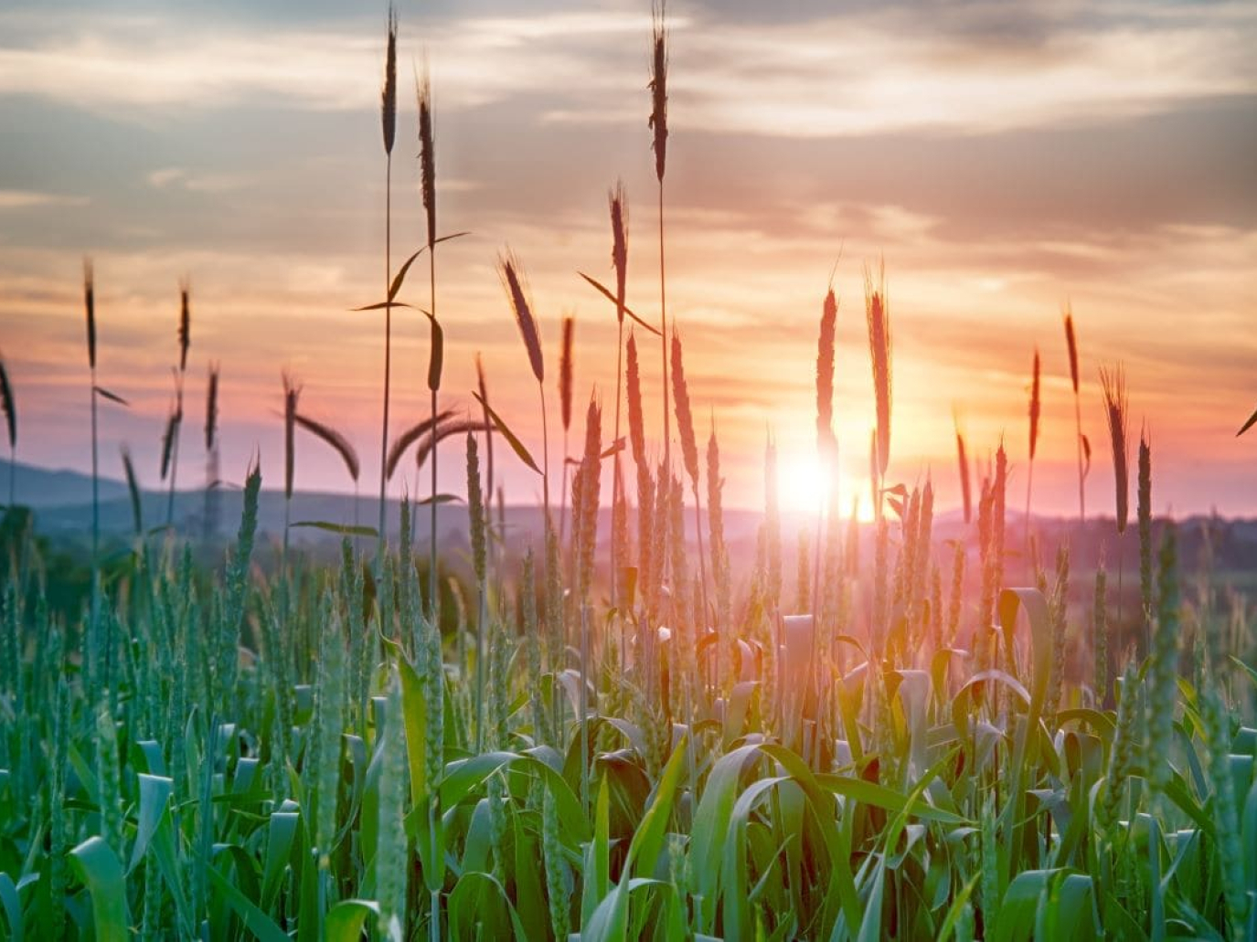 Quattordici cluster europei della bioeconomia lanciano una nuova Alleanza