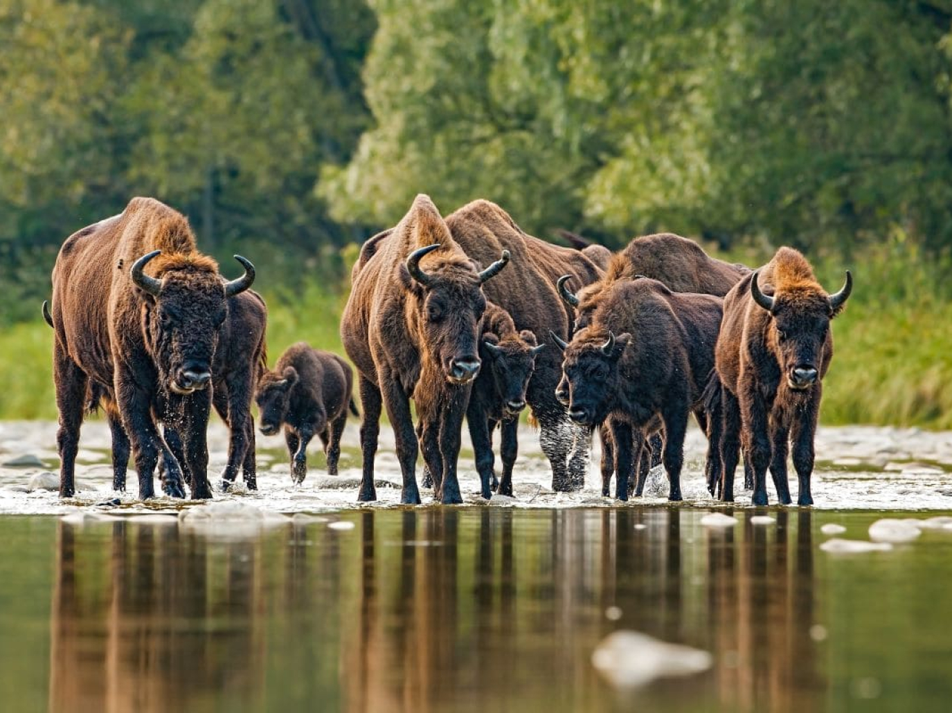 Rewilding: Meaning and Benefits of Active Ecological Restoration