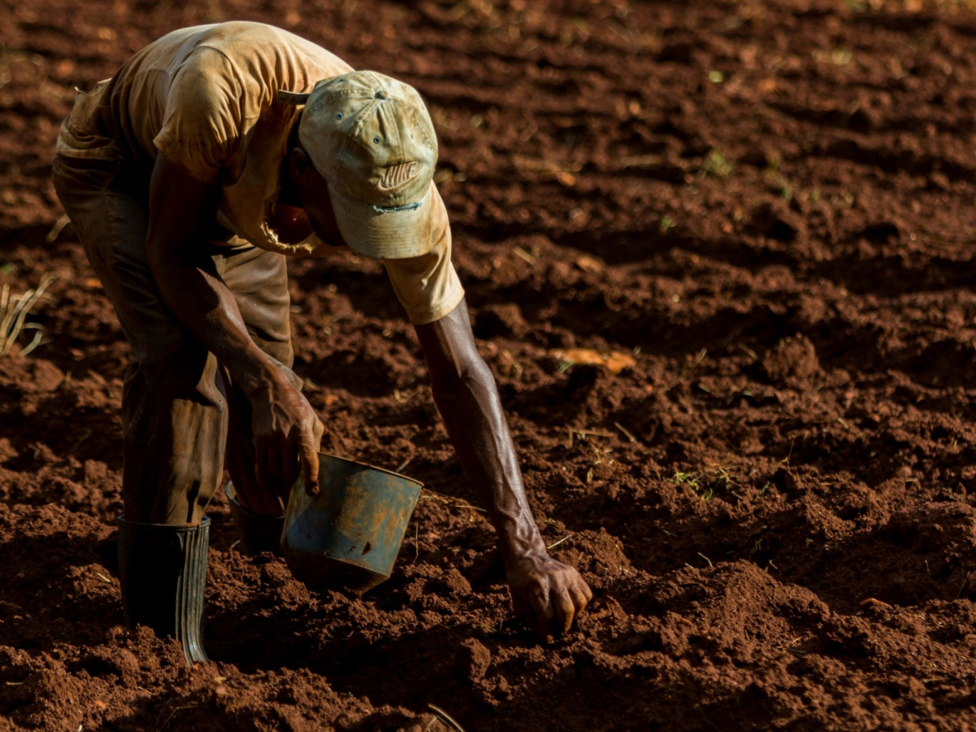 I batteri sono un’alternativa ai fertilizzanti chimici