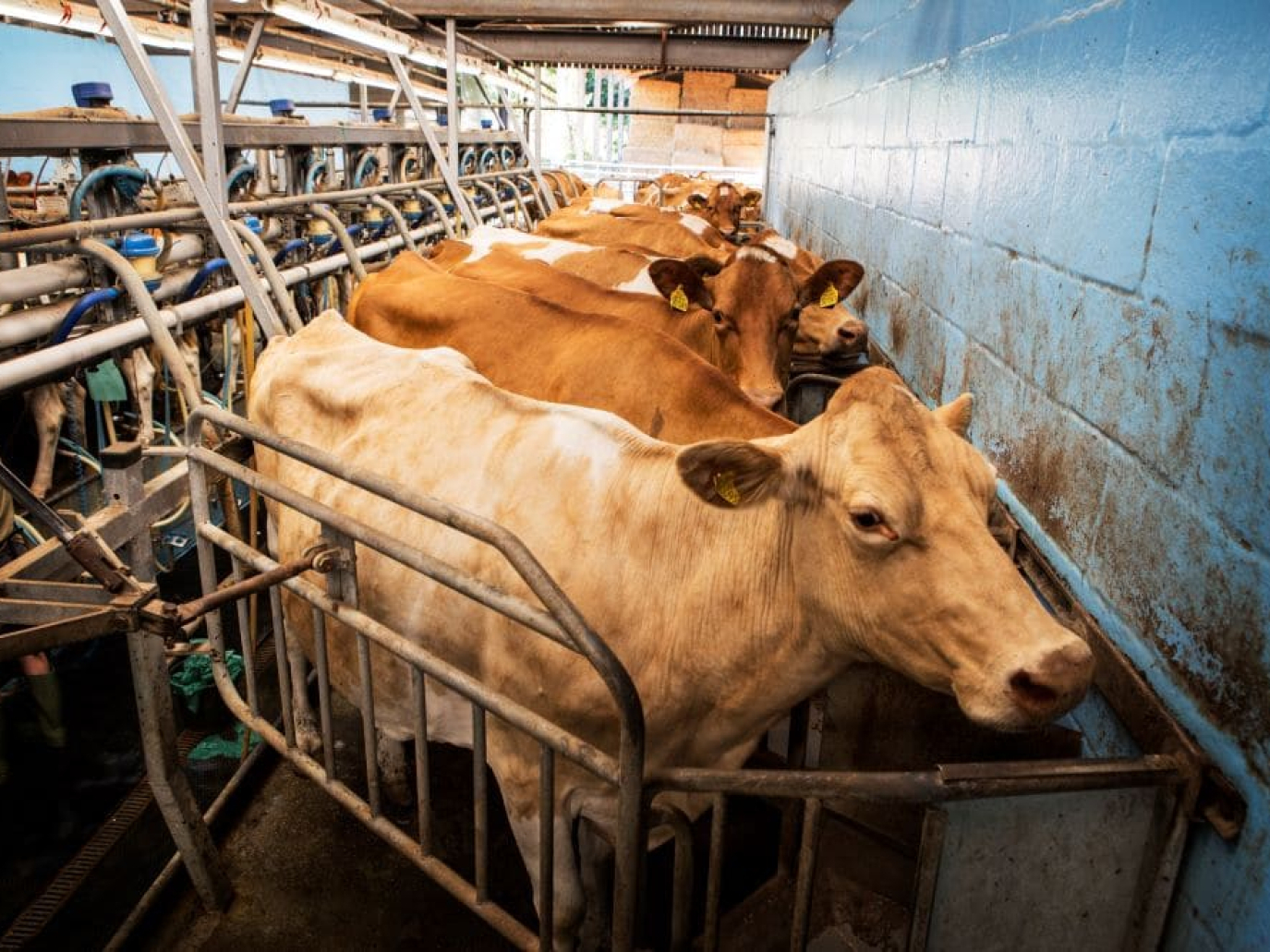 COP29, WAP: “Il nostro sistema alimentare è iniquo e insostenibile”