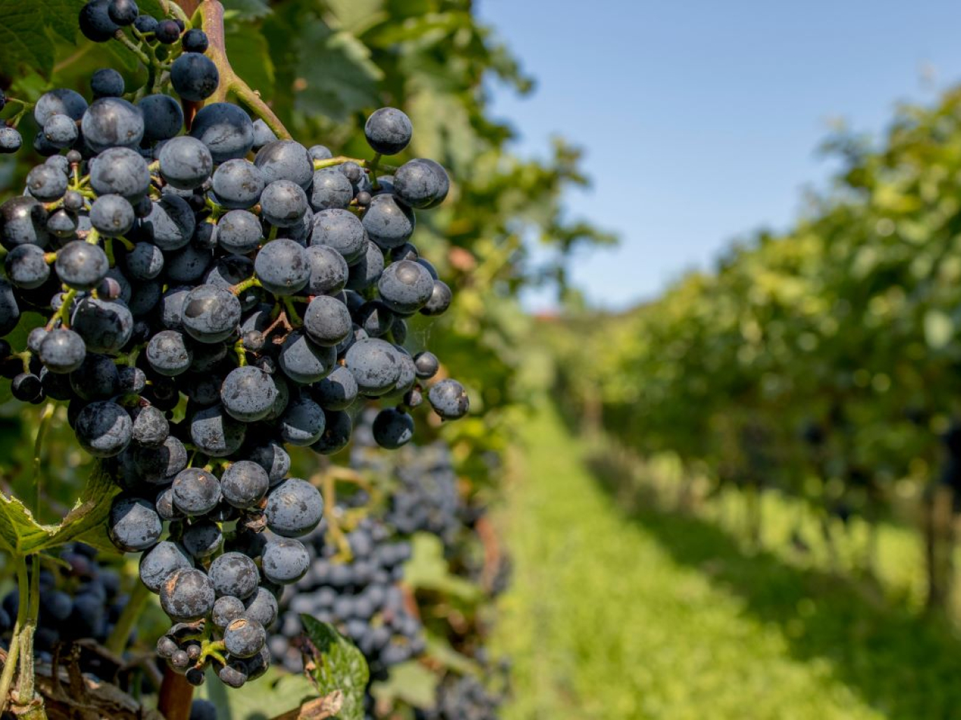 L’economia circolare dell’uva