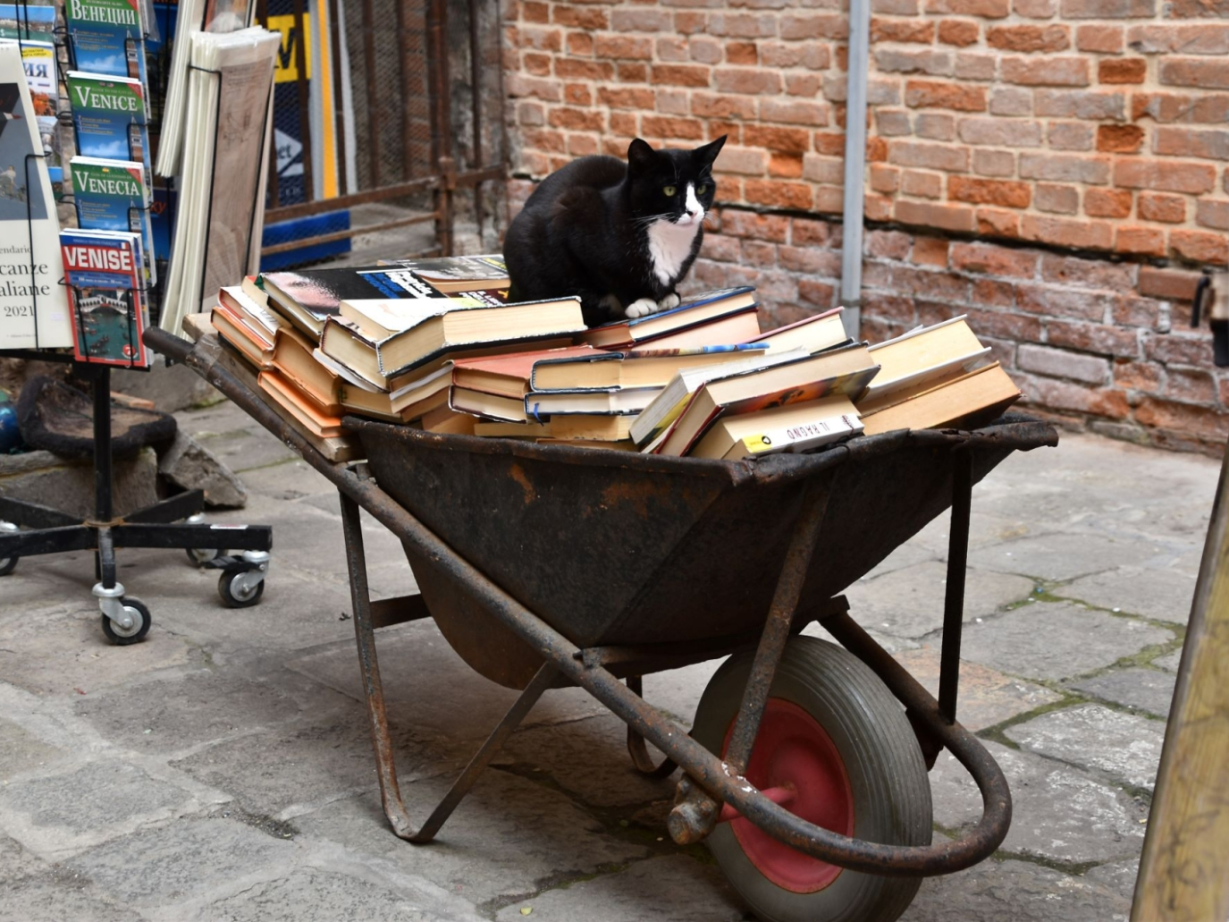 Sette vite come i gatti, storie di economia circolare