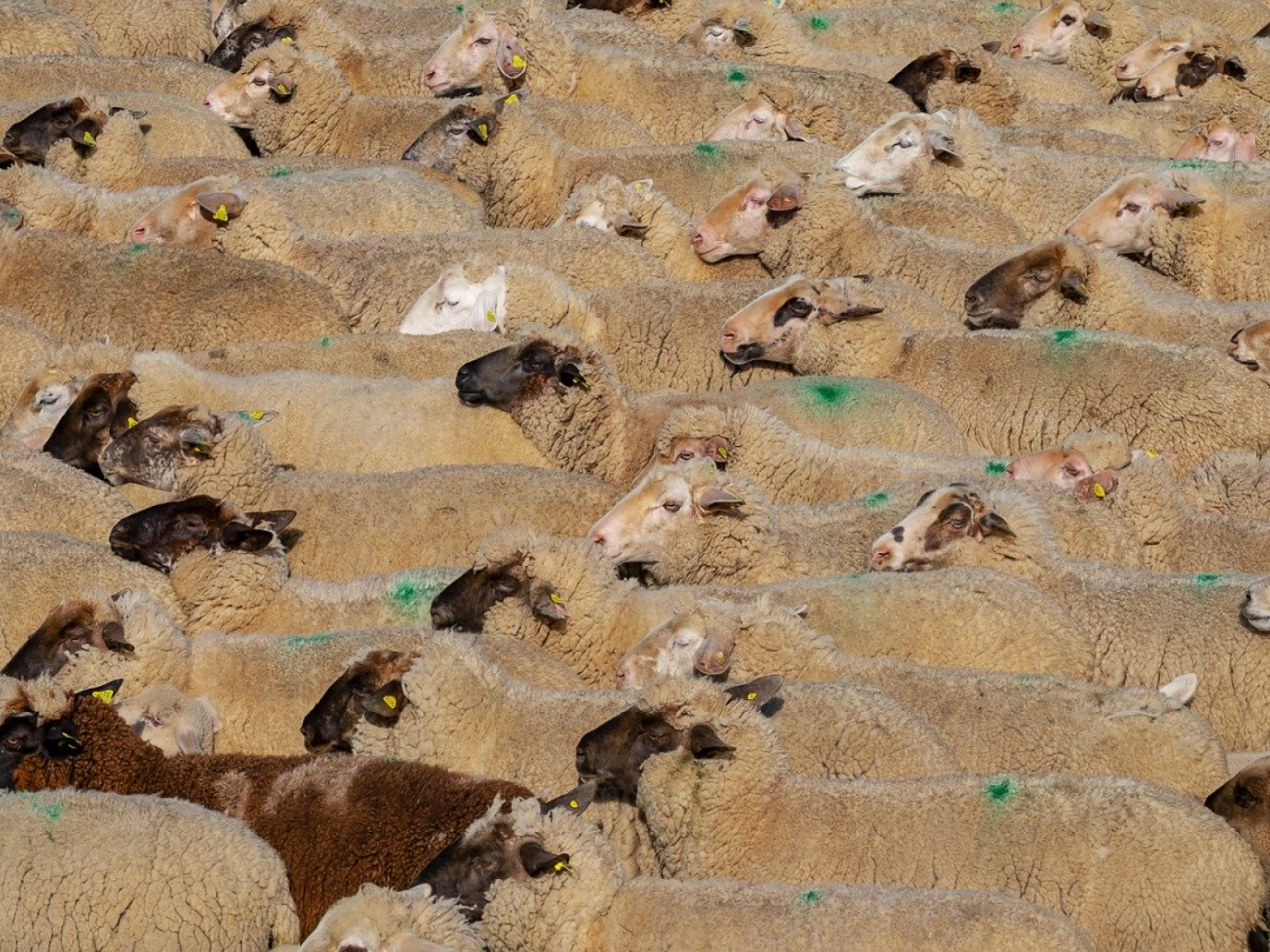 Carne: con Cattlechain si colma il divario tra allevatori e consumatori