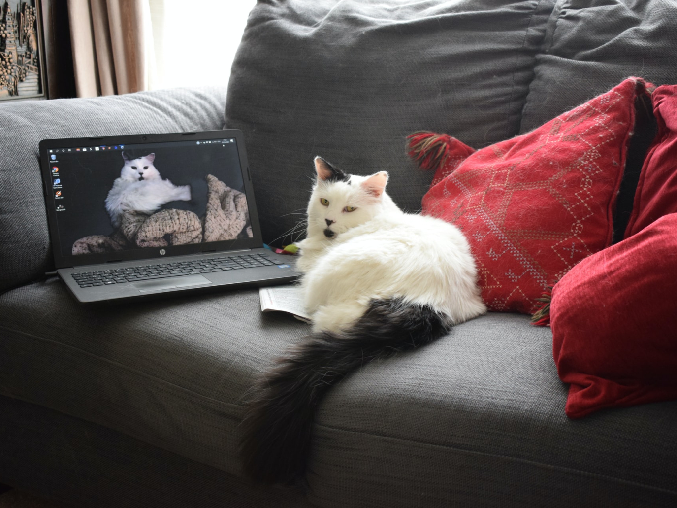 Is remote working really better for the environment?