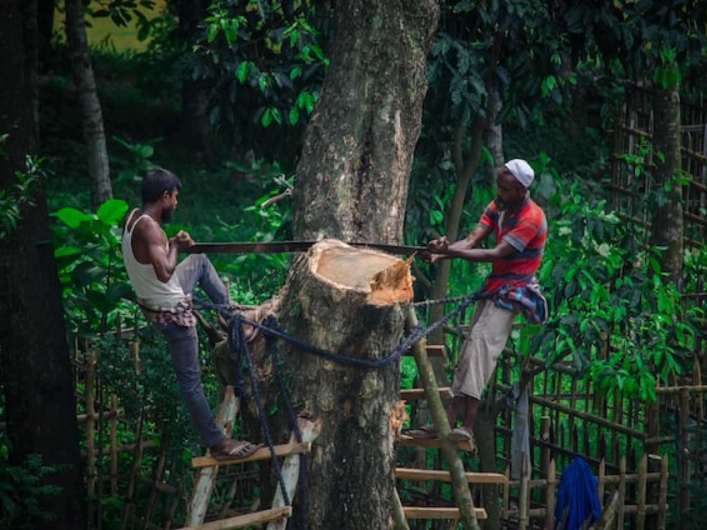 Indonesia, la transizione dal carbone alla biomassa alimenta la deforestazione
