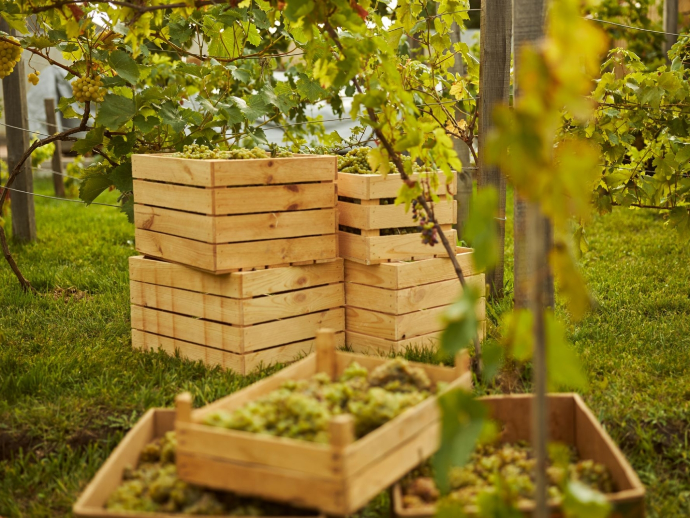 Legno, crescono riciclo e riuso in Italia: il report di Rilegno